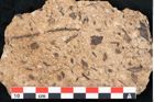 Foto (Detailansicht) von Sequoia hardtii Endl. (NHMW-GEO-2024-0188-8253)